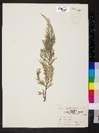 Juniperus chinensis var. sargentii image