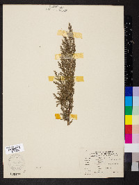 Juniperus horizontalis image