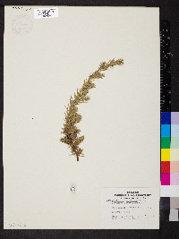 Juniperus rigida var. conferta image