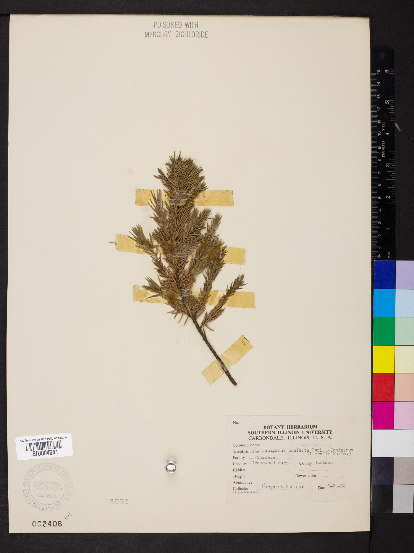 Juniperus rigida var. conferta image