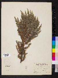 Juniperus excelsa image