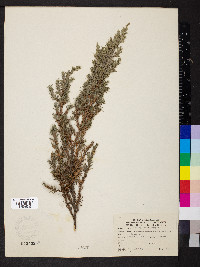 Juniperus excelsa image