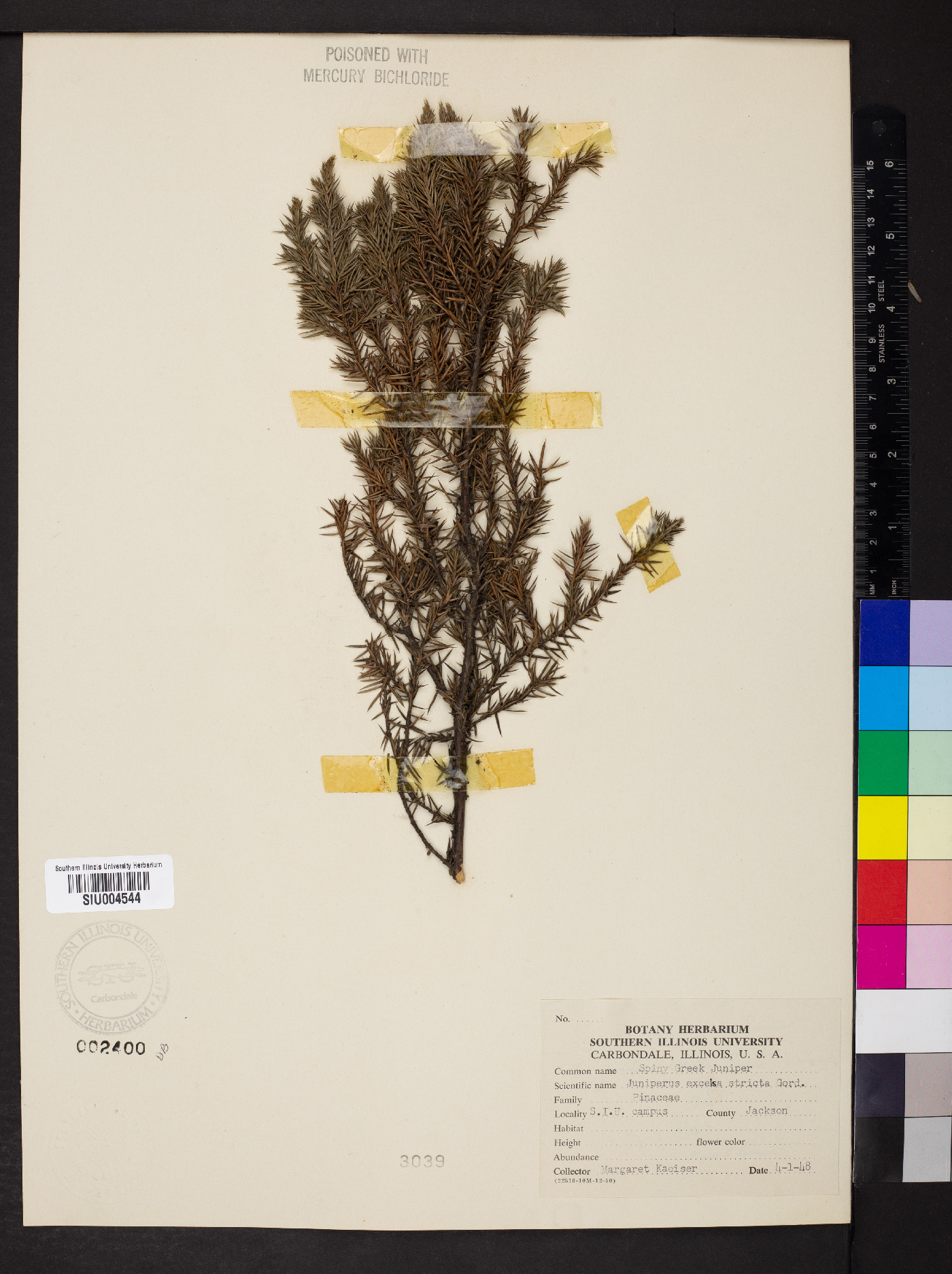 Juniperus excelsa image