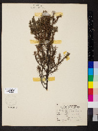 Juniperus excelsa image