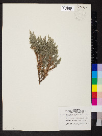 Juniperus excelsa image