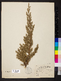 Juniperus procumbens image