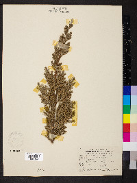 Juniperus procumbens image