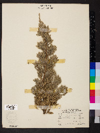 Juniperus procumbens image