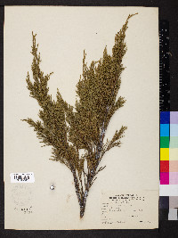 Juniperus sabina image