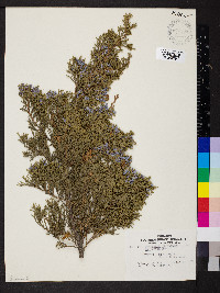 Juniperus virginiana var. virginiana image