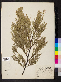 Calocedrus decurrens image