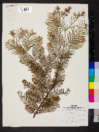 Metasequoia glyptostroboides image