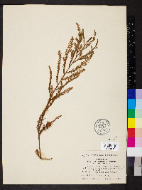 Taxodium mucronatum image