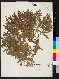 Thuja occidentalis image