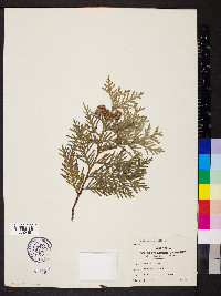 Thuja occidentalis image