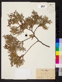 Thuja occidentalis image