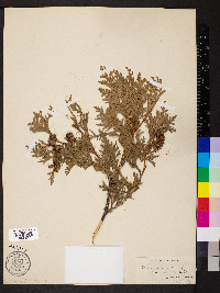 Thuja occidentalis image