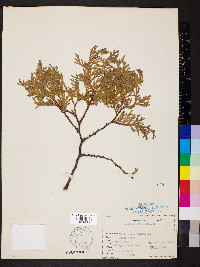Thuja occidentalis image