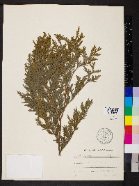 Thuja occidentalis image