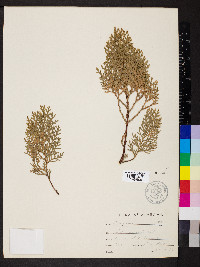 Thuja occidentalis image