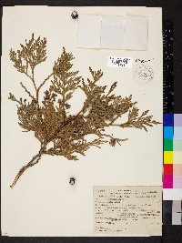 Thuja plicata image