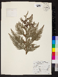 Thuja plicata image