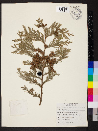 Thuja plicata image