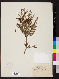 Thuja plicata image