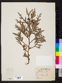 Thuja plicata image