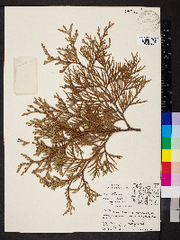 Thuja plicata image