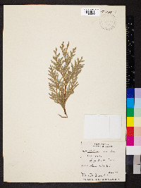 Thuja plicata image