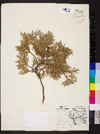 Thuja occidentalis image