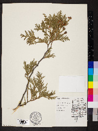 Thuja occidentalis image