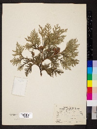 Thuja occidentalis image