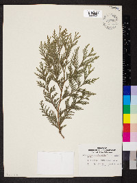 Thuja occidentalis image