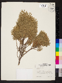 Thuja occidentalis image