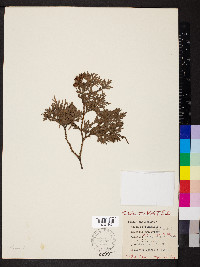 Thuja occidentalis image