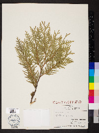 Thuja occidentalis image