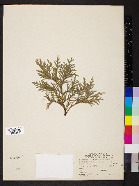 Thuja occidentalis image