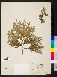 Thuja occidentalis image