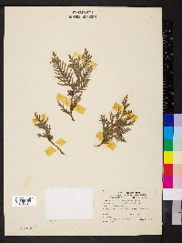 Thuja occidentalis image