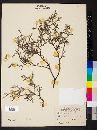 Thuja occidentalis image