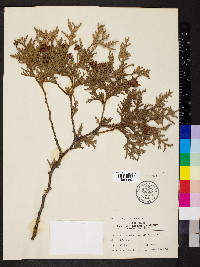 Thuja occidentalis image