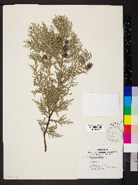 Platycladus orientalis image