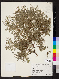 Platycladus orientalis image