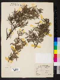 Platycladus orientalis image