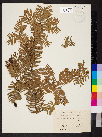 Cephalotaxus harringtonia image