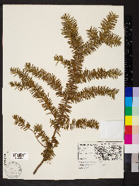 Taxus canadensis image