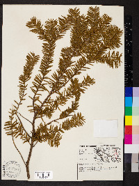 Taxus canadensis image