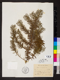 Taxus canadensis image